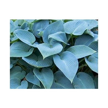 Funkia Hosta „Bulletproof”